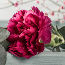 Oscar Carnation Plants (Set of 3 or 6)