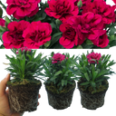 Oscar Carnation Plants (Set of 3 or 6)