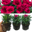 Carnation Oscar