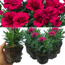 Oscar Carnation Plants (Set of 3 or 6)