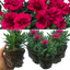 Carnation Oscar