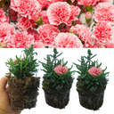 Pink Star Carnation Plants (Set of 3 or 6)