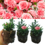 Carnation Pink Star