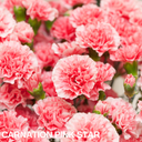 Pink Star Carnation Plants (Set of 3 or 6)