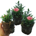 Pink Star Carnation Plants (Set of 3 or 6)