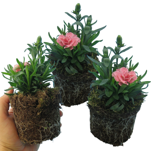 Dianthus 'Pink Star' (Carnation) – Scented Patio Perennial (Set of 3 or 6)