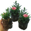 Carnation Pink Star