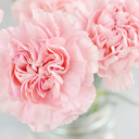 Pink Star Carnation Plants (Set of 3 or 6)