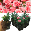 Pink Star Carnation Plants (Set of 3 or 6)