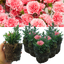 Carnation Pink Star