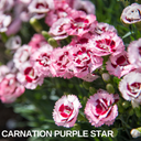 Purple Star Carnation Plants (Set of 3 or 6)