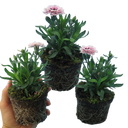 Purple Star Carnation Plants (Set of 3 or 6)