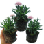 Carnation Purple Star