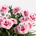 Purple Star Carnation Plants (Set of 3 or 6)