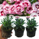 Purple Star Carnation Plants (Set of 3 or 6)