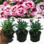 Carnation Purple Star