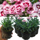 Purple Star Carnation Plants (Set of 3 or 6)