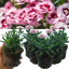 Carnation Purple Star