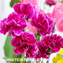 Purple Wings Carnation Plants (Set of 3 or 6)