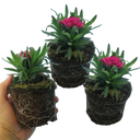 Purple Wings Carnation Plants (Set of 3 or 6)