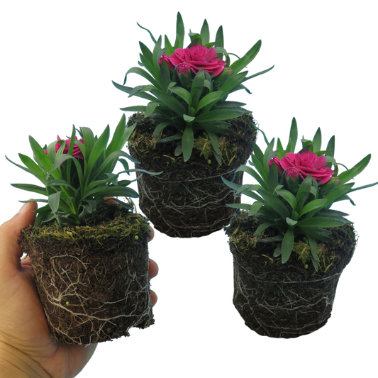 Dianthus 'Purple Wings' (Carnation) – Scented Perennial (Set of 3 or 6)