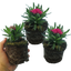 Carnation Purple Wings