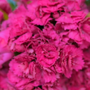 Purple Wings Carnation Plants (Set of 3 or 6)