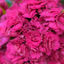 Carnation Purple Wings