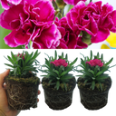 Purple Wings Carnation Plants (Set of 3 or 6)