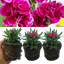 Carnation Purple Wings