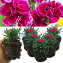 Purple Wings Carnation Plants (Set of 3 or 6)