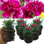 Carnation Purple Wings