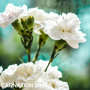 White Carnation Plants (Set of 3 or 6)