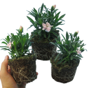 White Carnation Plants (Set of 3 or 6)