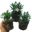 Carnation White