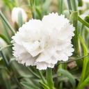 White Carnation Plants (Set of 3 or 6)