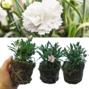 White Carnation Plants (Set of 3 or 6)