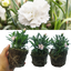 Carnation White