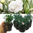 White Carnation Plants (Set of 3 or 6)