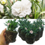 Carnation White