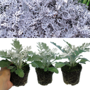 Cineraria Silverdust Plant
