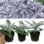 Cineraria Silverdust