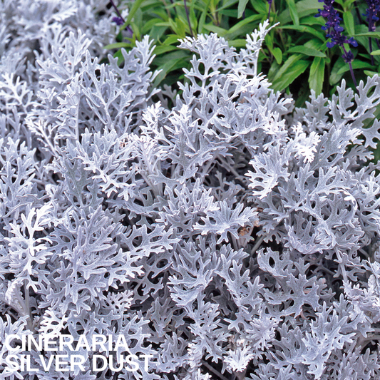 Silver Dust cineraria with finely cut, felted silver-grey foliage