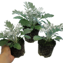 Cineraria Silverdust Plant