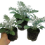 Cineraria Silverdust