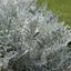 Cineraria Silverdust