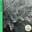 Cineraria Silverdust