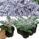 Cineraria Silverdust Plant