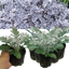 Cineraria Silverdust