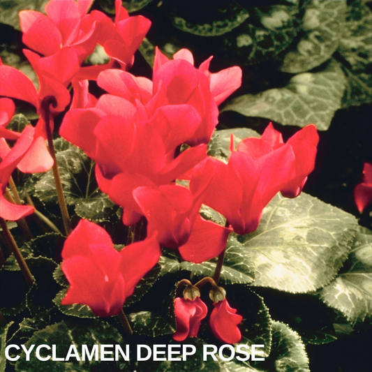 Cyclamen 'Deep Rose' in flower, vivid rose-red blooms above silver-marbled heart-shaped leaves